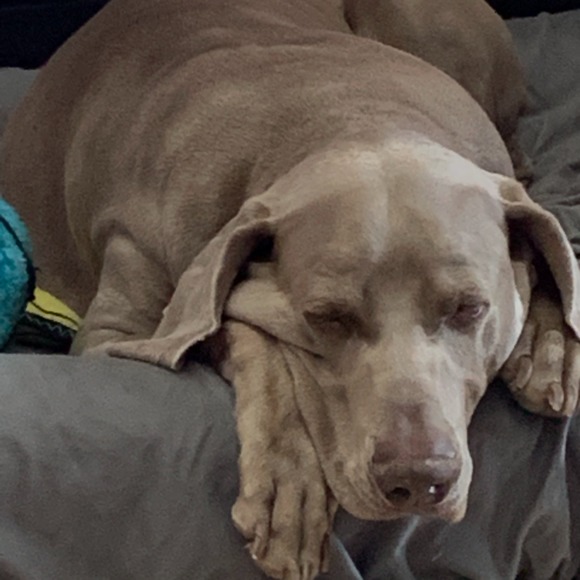 weimaranermomma